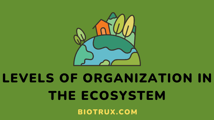 levels of organization in the ecosystem - biotrux