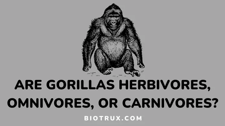 Are gorillas herbivores, omnivores, or carnivores - biotrux