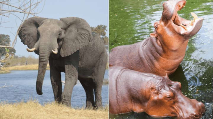 Comparison of Elephant Vs. Hippo - Biotrux