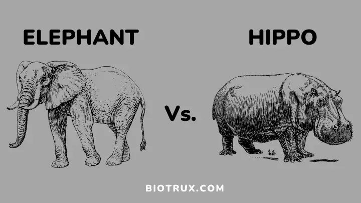 Elephant Vs. Hippo - Biotrux