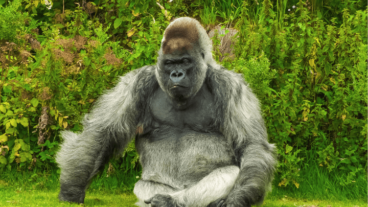 Gorillas are herbivores - biotrux