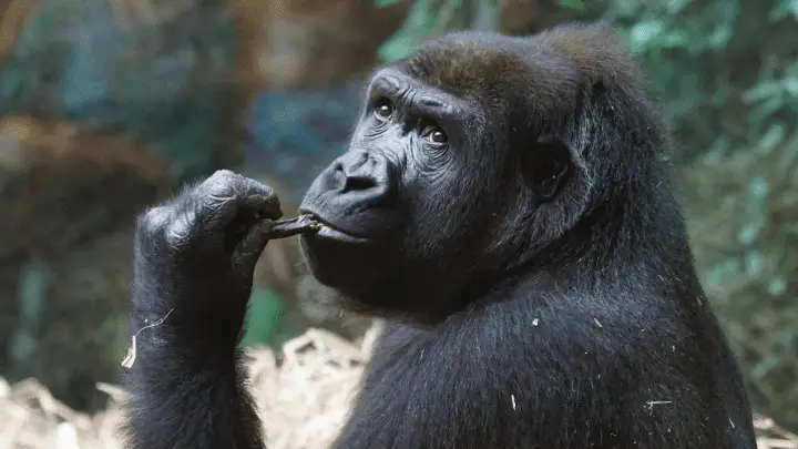 The Gorilla's diet - biotrux