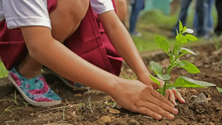 Reforestation and afforestation - biotrux