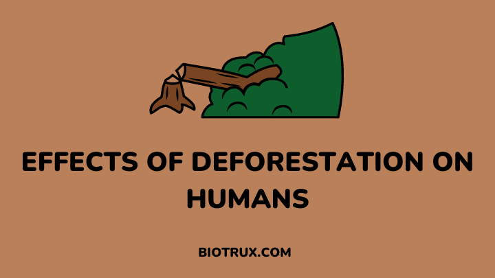 effects of deforestation on humans - biotrux