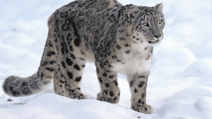 Amur Leopard- biotrux