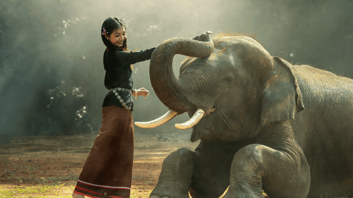 Asian Elephant - biotrux