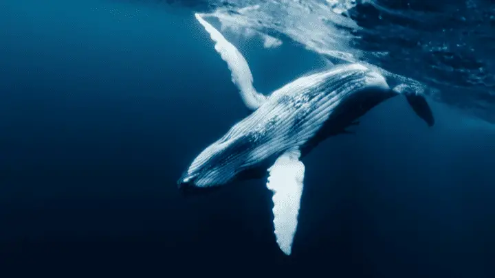 Whale - biotrux