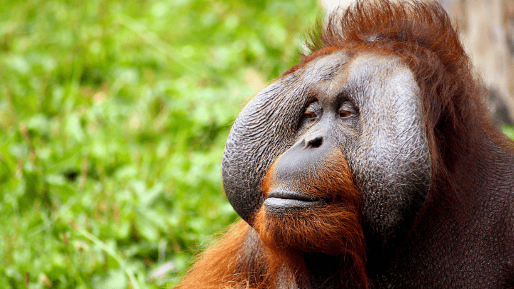 Bornean Orangutan - biotrux