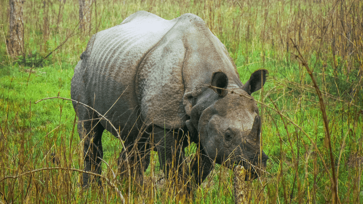 Javan Rhino - biotrux