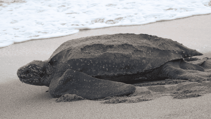 Leatherback Turtle - biotrux