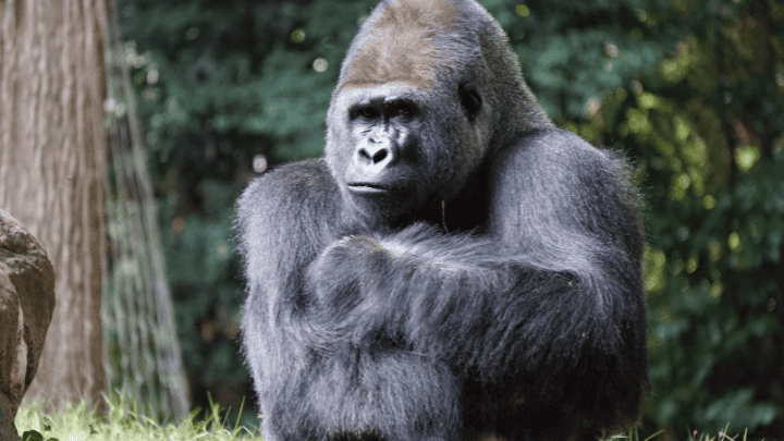 Mountain Gorilla (endangered animals) - biotrux