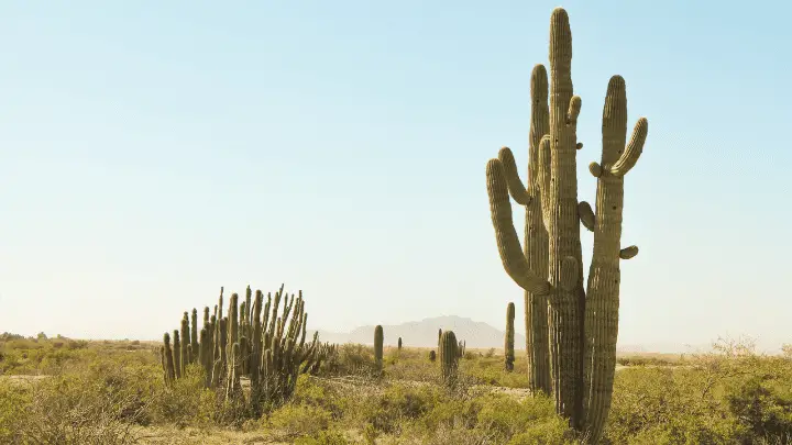 Plant life in the desert - biotrux