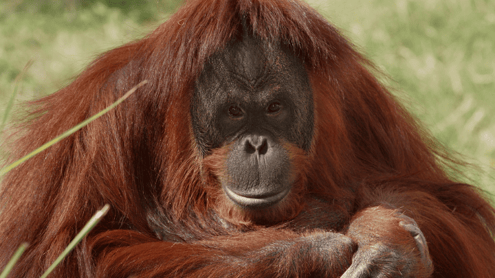 Sumatran Orangutan - endangered animals - biotrux