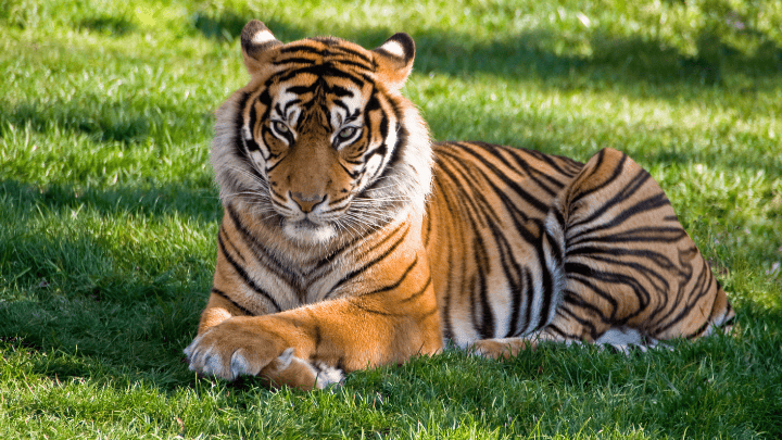 Sumatran Tiger - biotrux