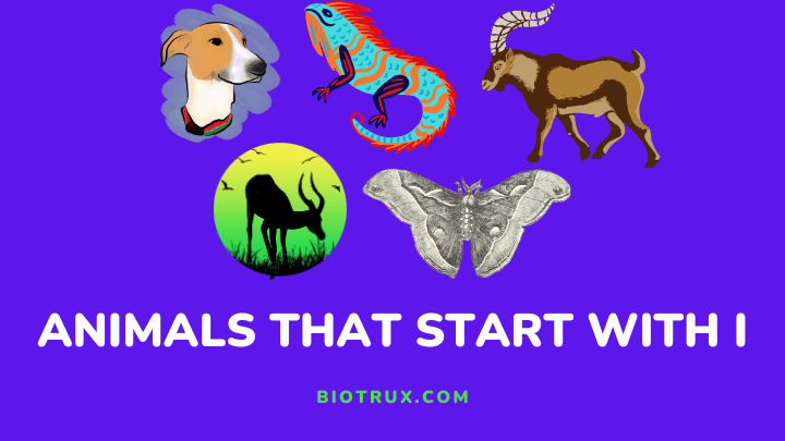 animals that start with i - biotrux