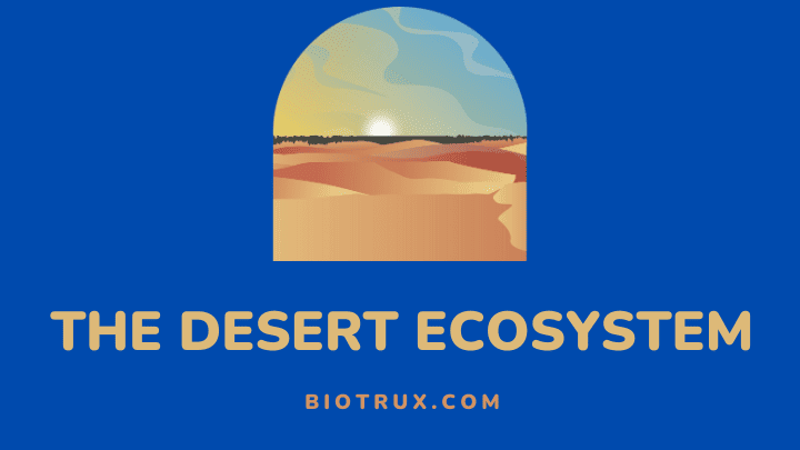 desert ecosystem - biotrux