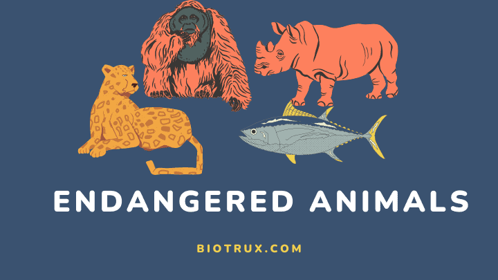 endangered animals - biotrux