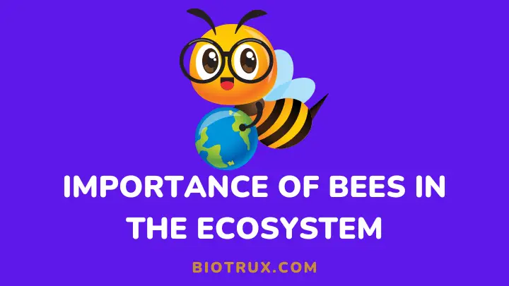 importance of bees in the ecosystem - biotrux