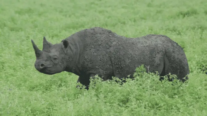 The Black Rhino - biotrux