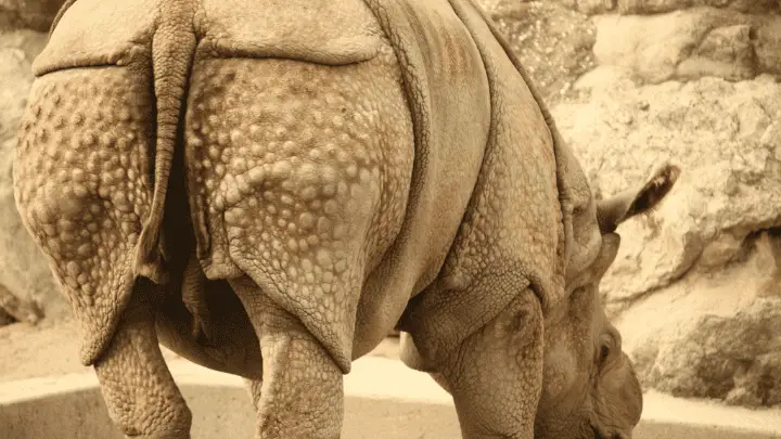 The Indian Rhino - biotrux