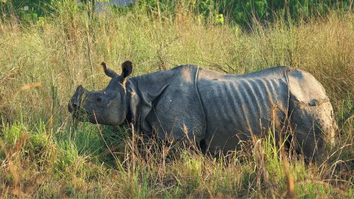 The Javan Rhino - biotrux