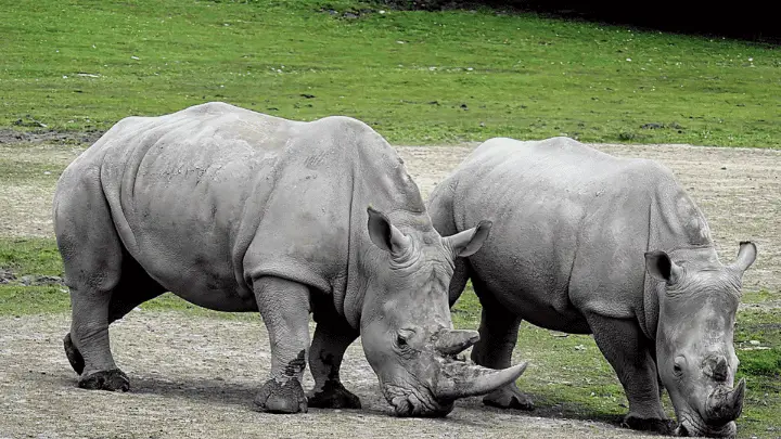 Endangered animals (a rhino)-biotrux