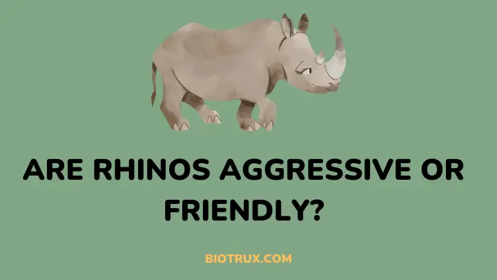 are rhinos aggressive or friendly - biotrux