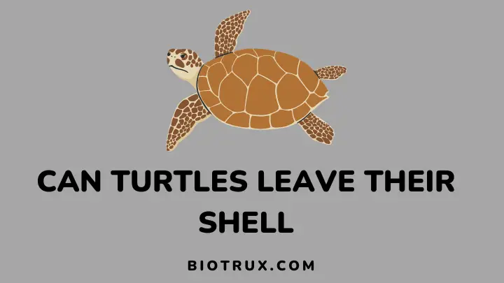 can turtles leave their shell - biotrux