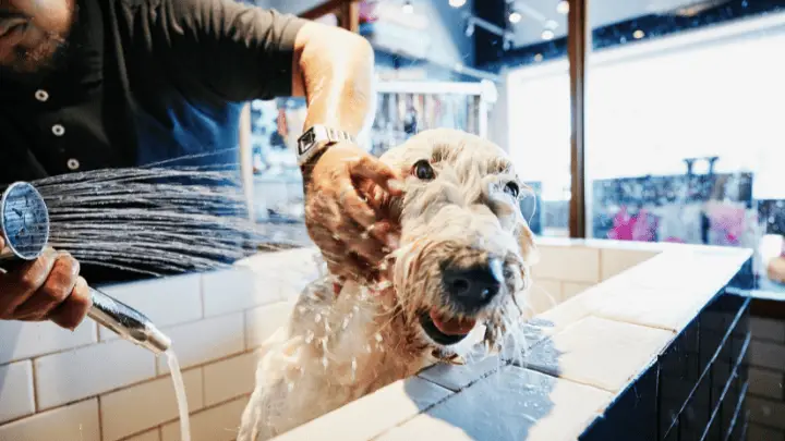 green grooming for pets - biotrux