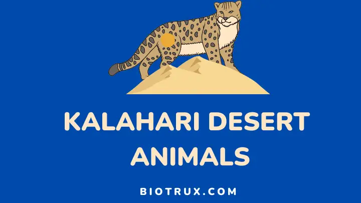 kalahari desert animals - biotrux