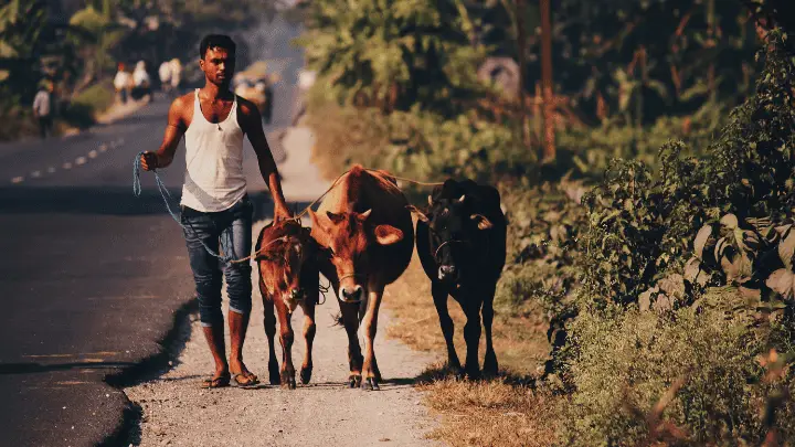 Current State of Rural Education (a boy walking with 3 cows) - biotrux