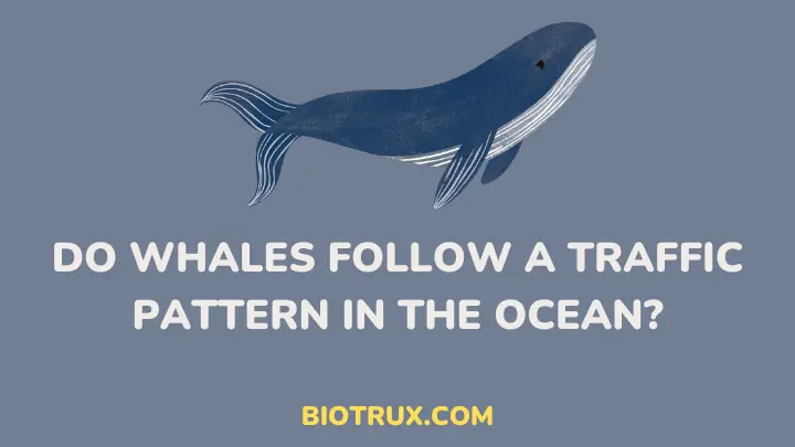 do whales follow a traffic pattern in the ocean - biotrux.com