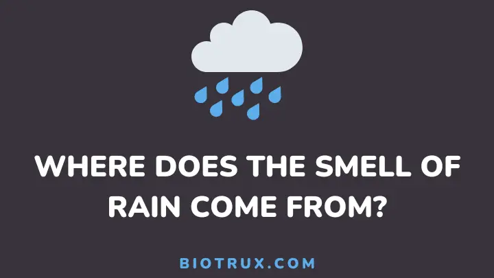 where does the smell of rain come from - biotrux