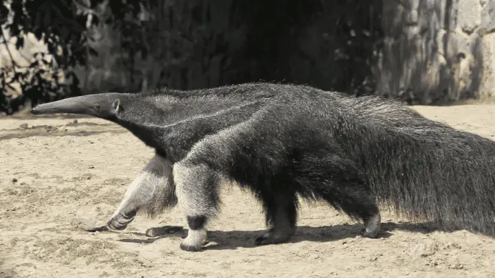 Anteaters: exoctic animal  - biotrux