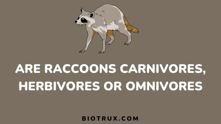 are raccoons carnivores herbivores or omnivores - biotrux