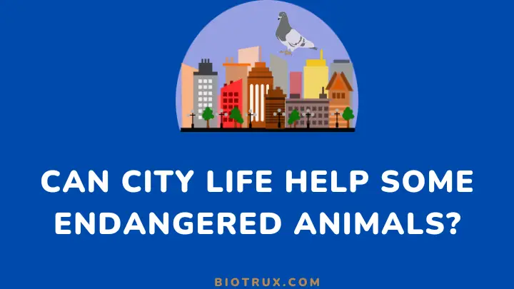 can city life help some endangered animals - biotrux