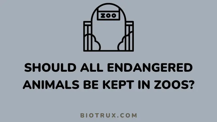 should all endangered animals be kept in zoos