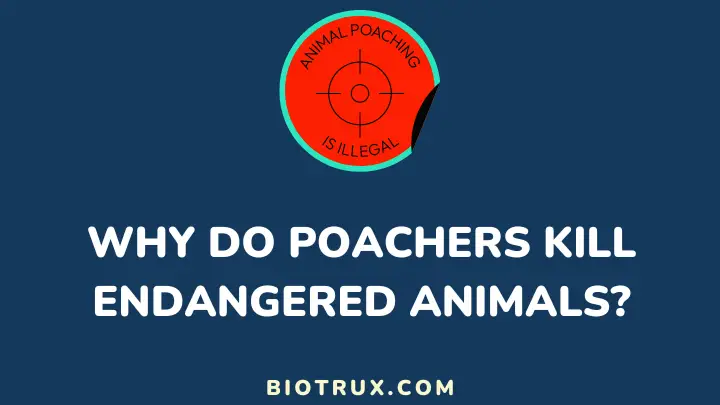 why do poachers kill endangered animals - biotrux